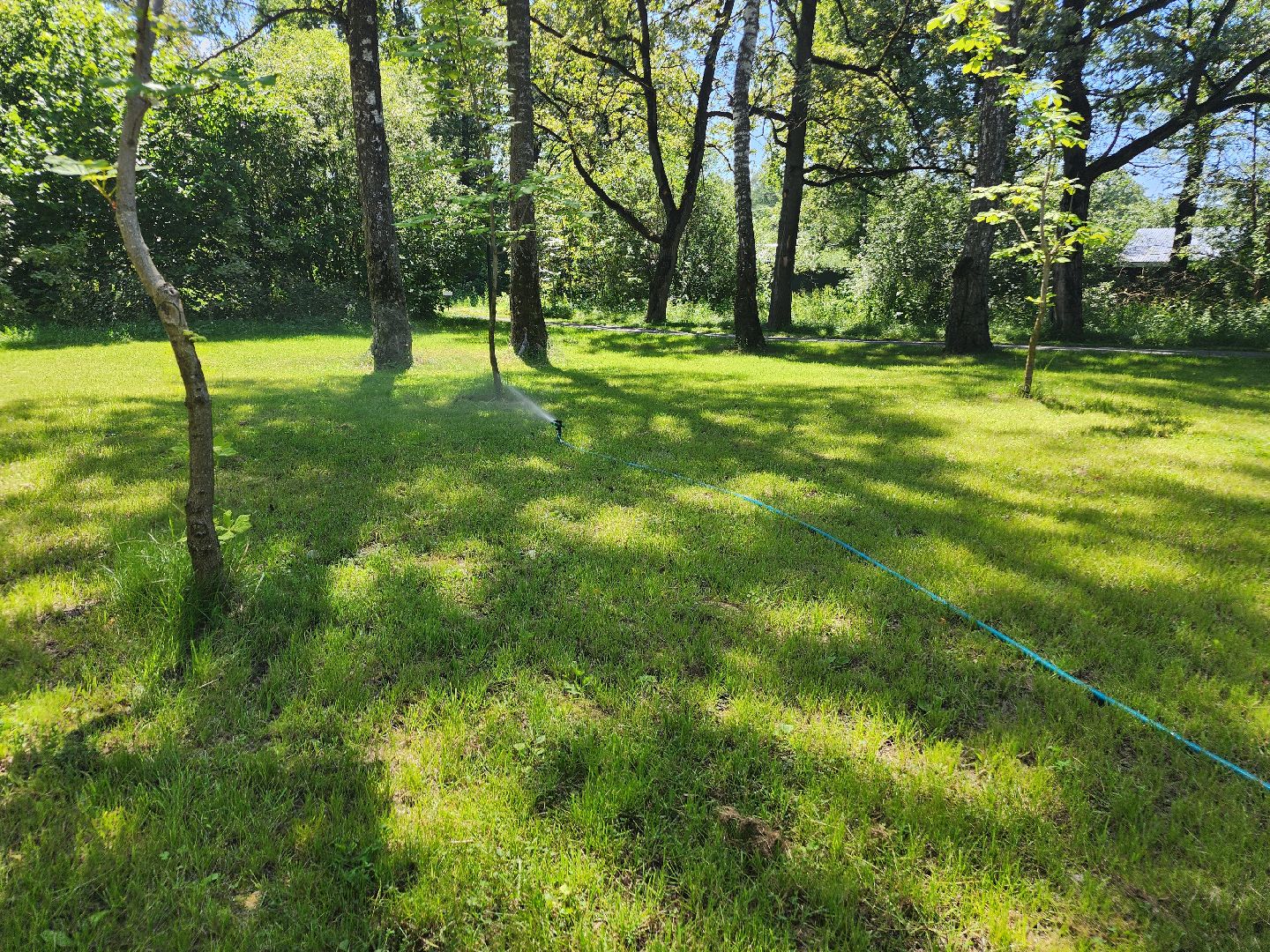 фрязино, жара, погодная аномалия, лесопарк,