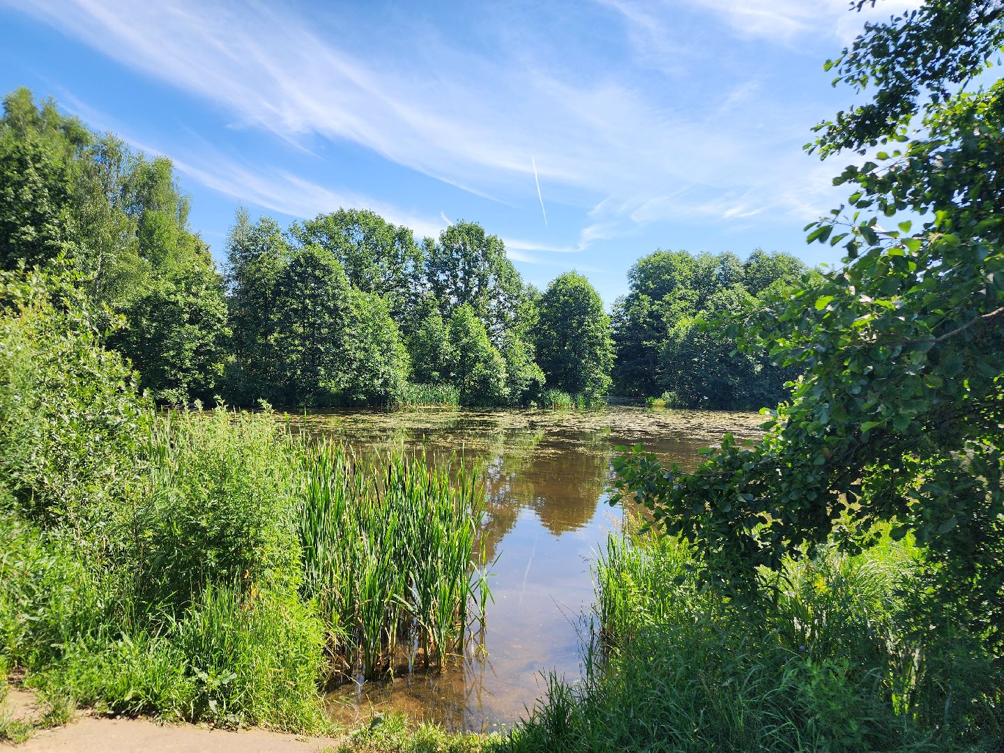 фрязино, жара, погодная аномалия, лесопарк,