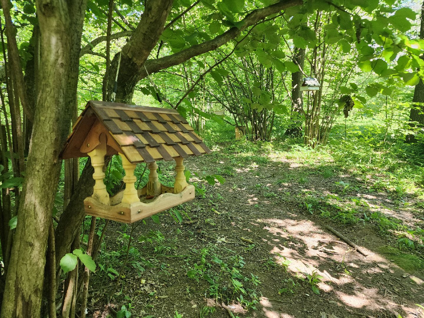 фрязино, жара, погодная аномалия, лесопарк,