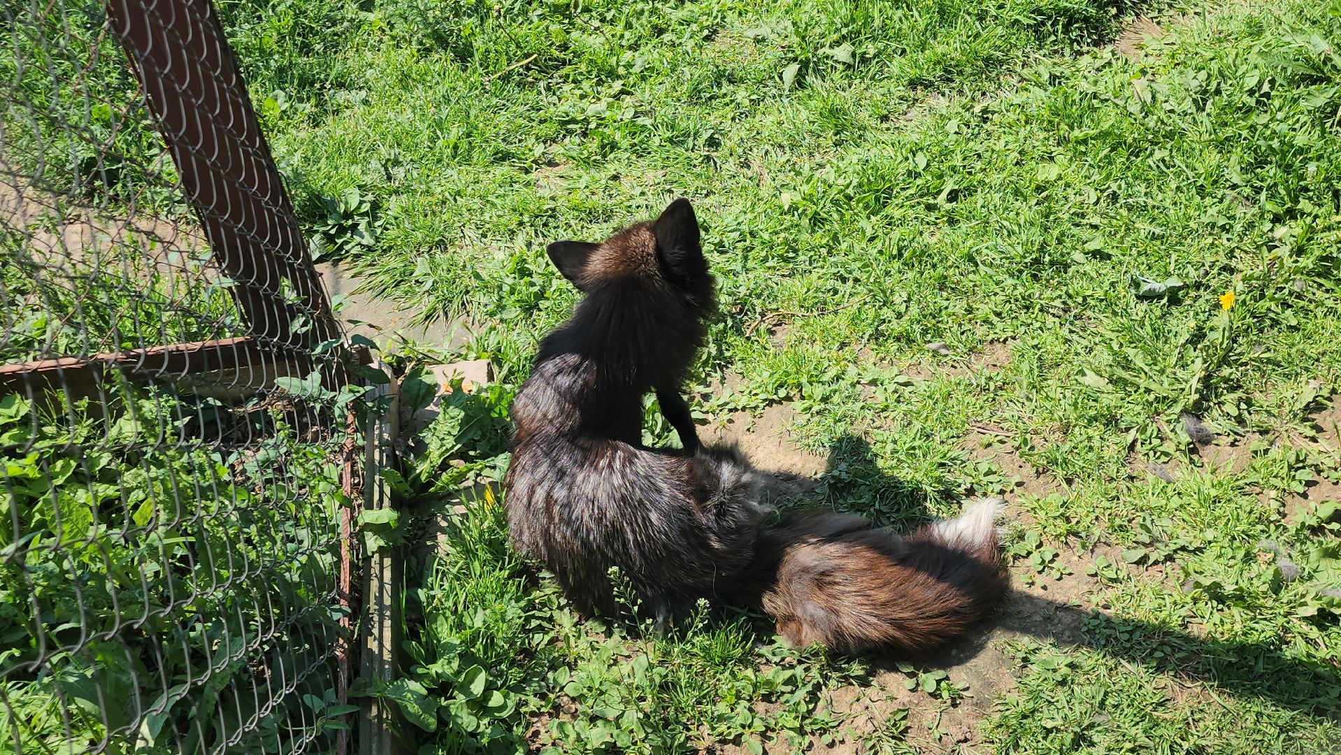 Истра, Кенгуру, Зоопарк,