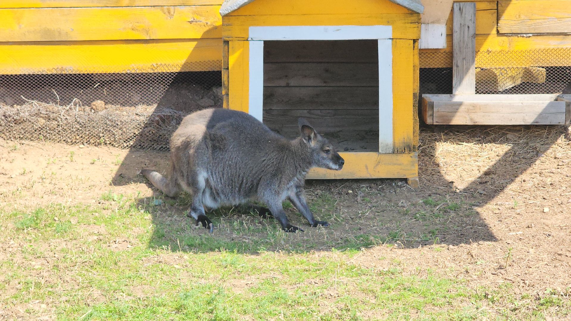 Истра, Кенгуру, Зоопарк,