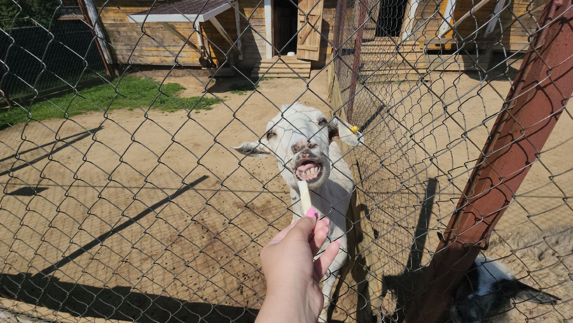 Истра, Кенгуру, Зоопарк,