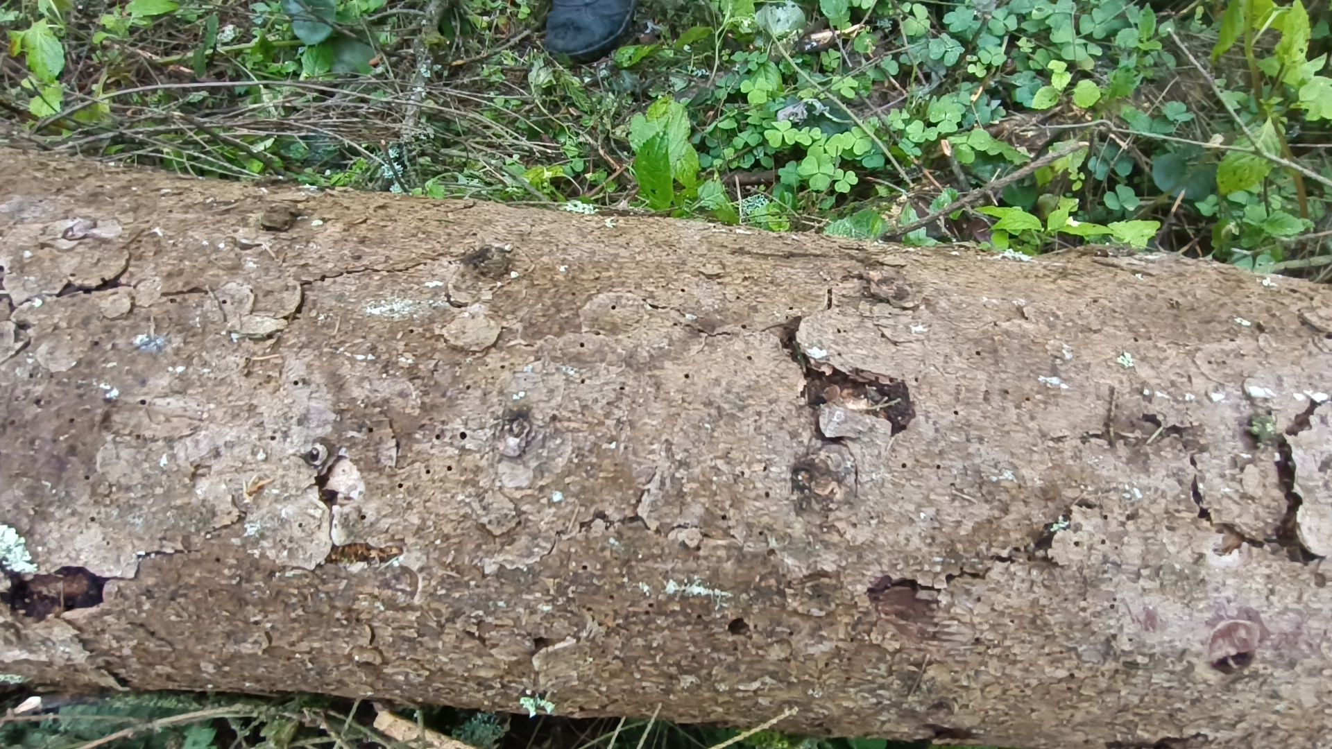 лес, экология, лобня,