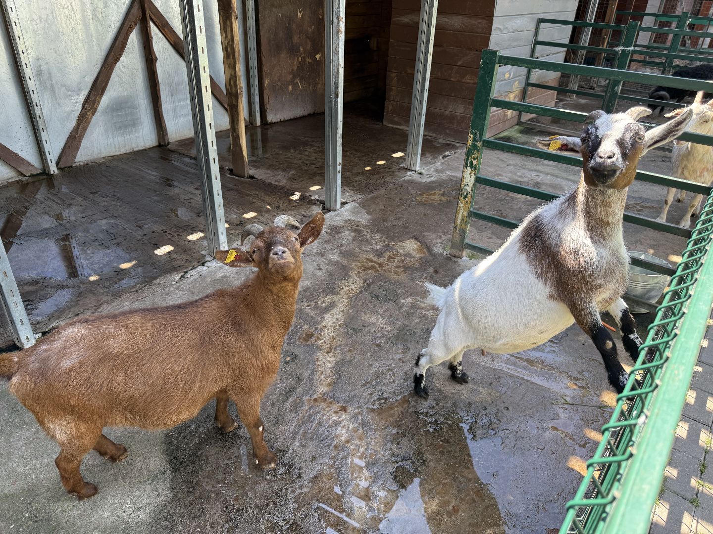 люберцы, Парк, досуг для детей, животные, Зоопарк,