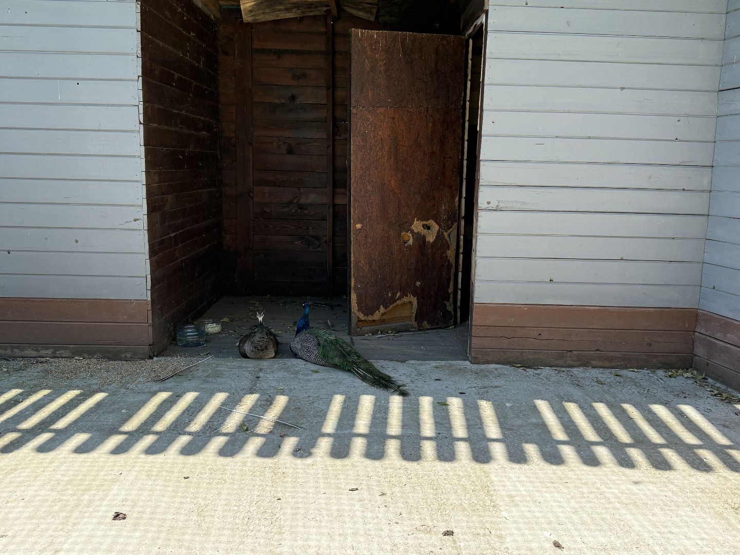 люберцы, Парк, досуг для детей, животные, Зоопарк,