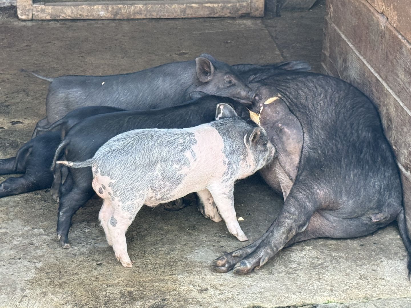 люберцы, Парк, досуг для детей, животные, Зоопарк,