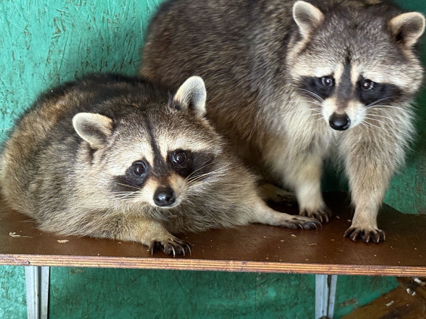 люберцы, Парк, досуг для детей, животные, Зоопарк,