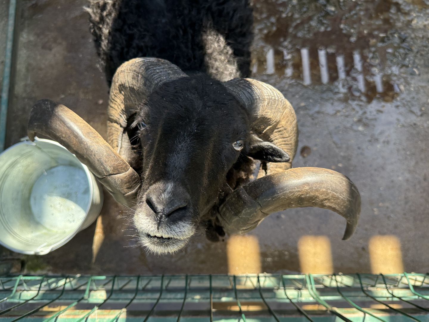 люберцы, Парк, досуг для детей, животные, Зоопарк,