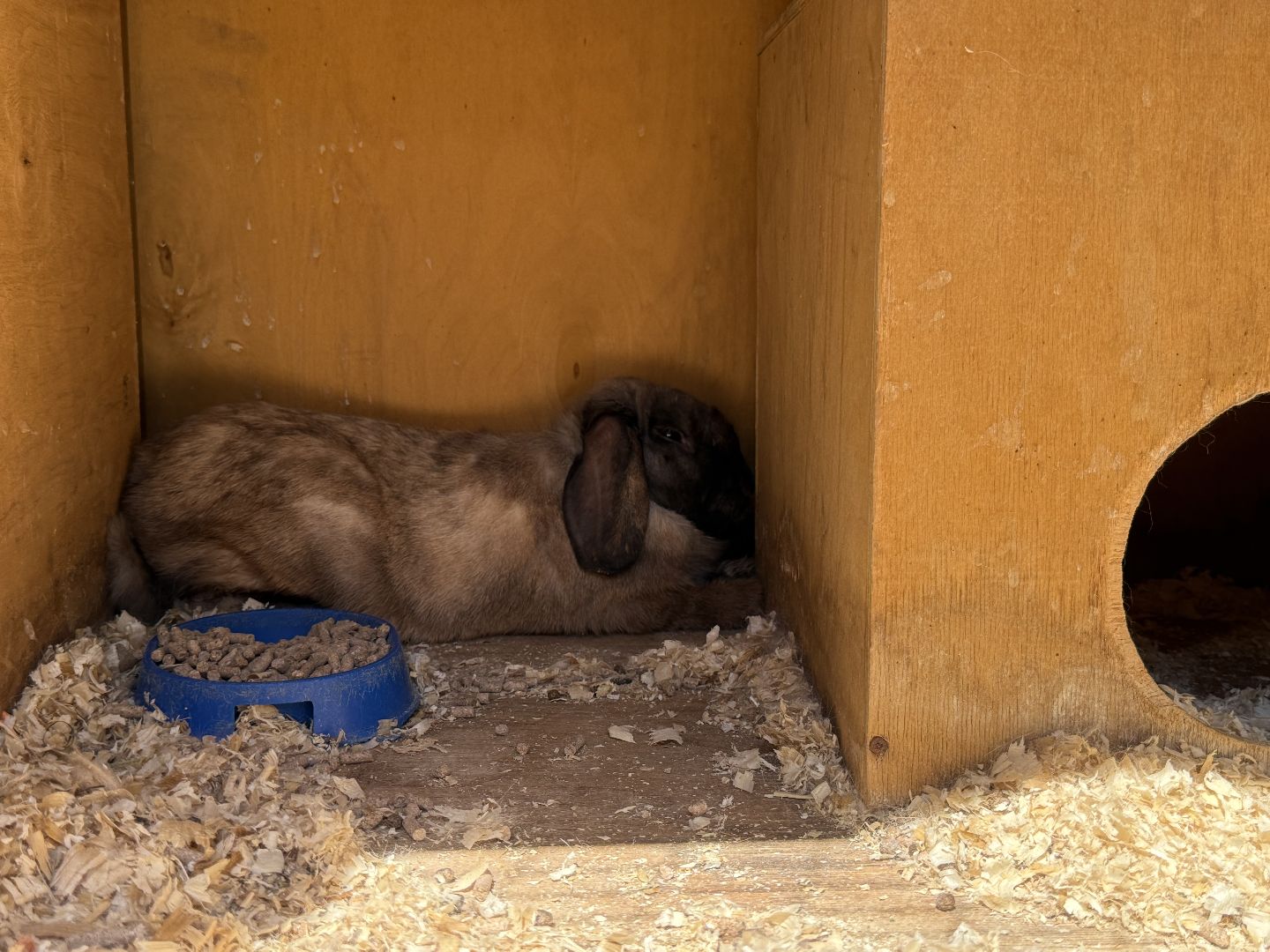 люберцы, Парк, досуг для детей, животные, Зоопарк,