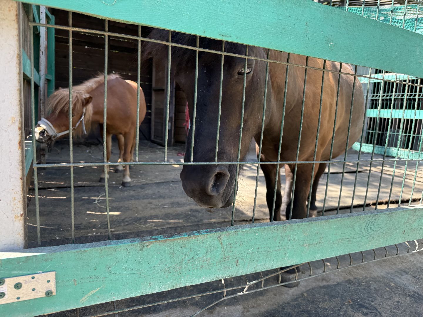 люберцы, Парк, досуг для детей, животные, Зоопарк,