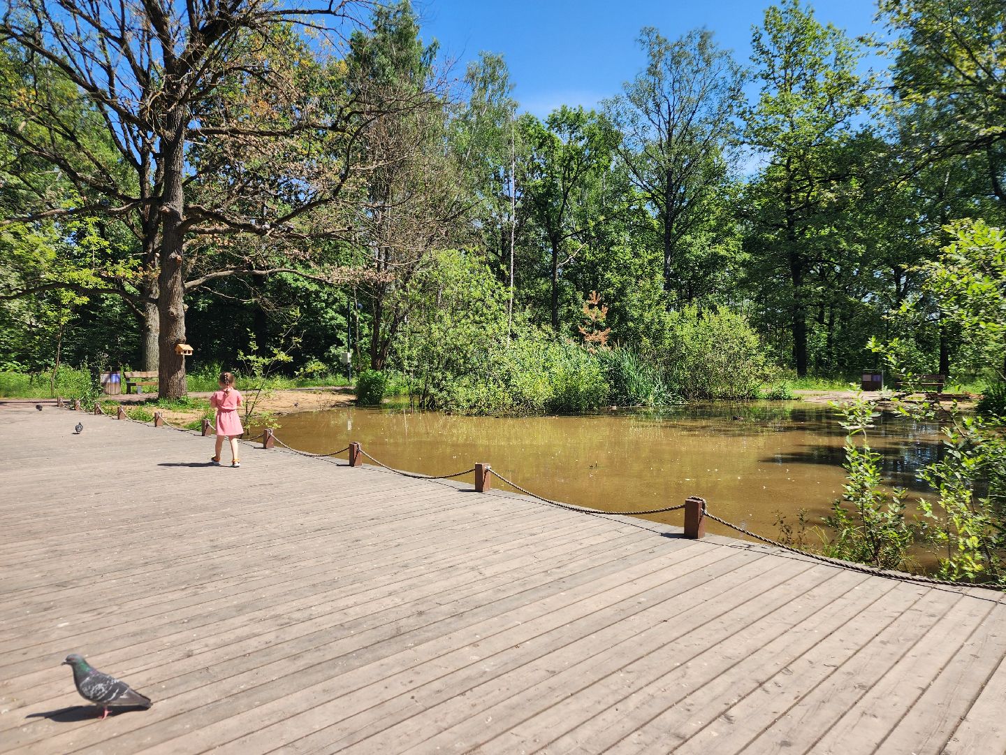 фрязино, лесопарк, благоустройство, очистка пруда,