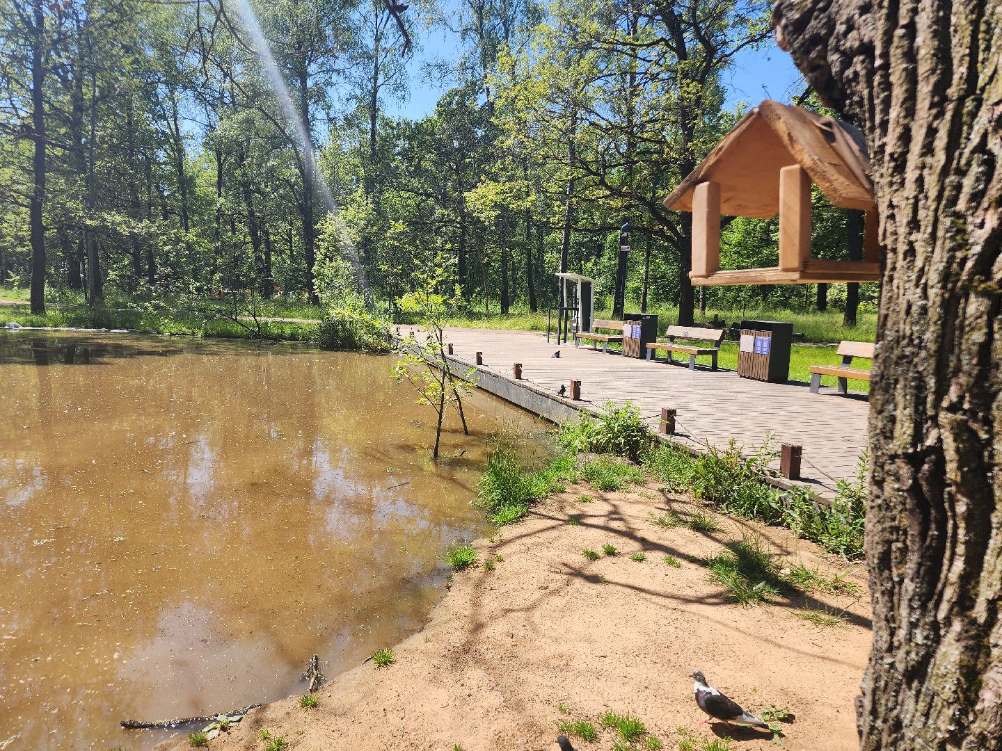 фрязино, лесопарк, благоустройство, очистка пруда,