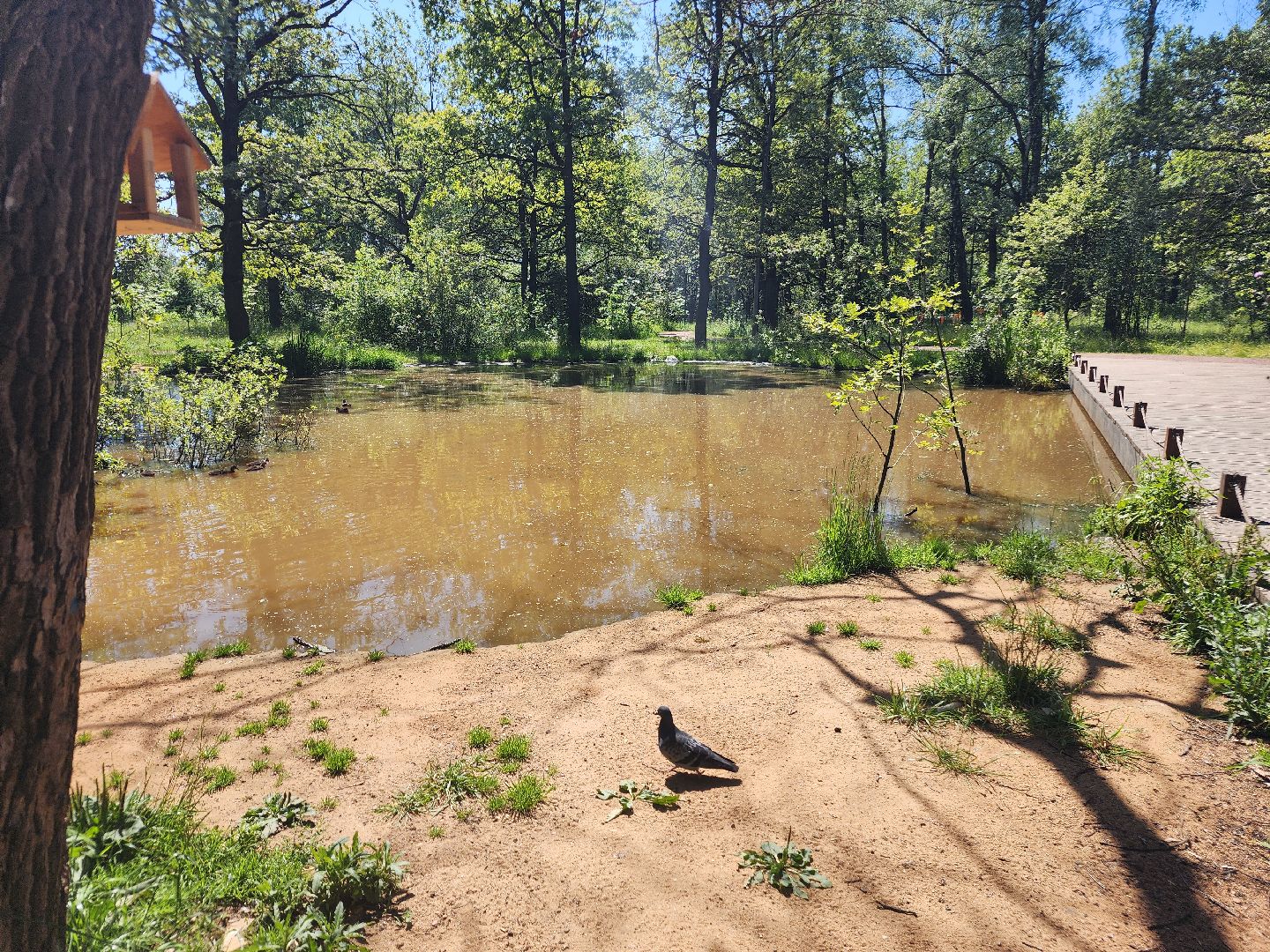 фрязино, лесопарк, благоустройство, очистка пруда,