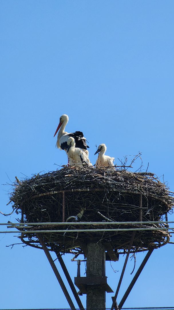 руза, аисты, экология, лыщиково, птенцы аистов,