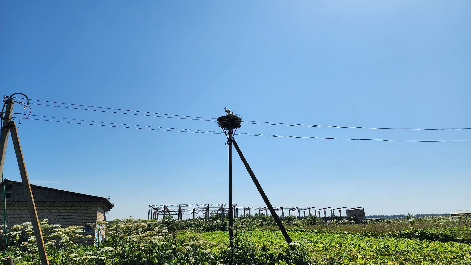 руза, аисты, экология, лыщиково, птенцы аистов,