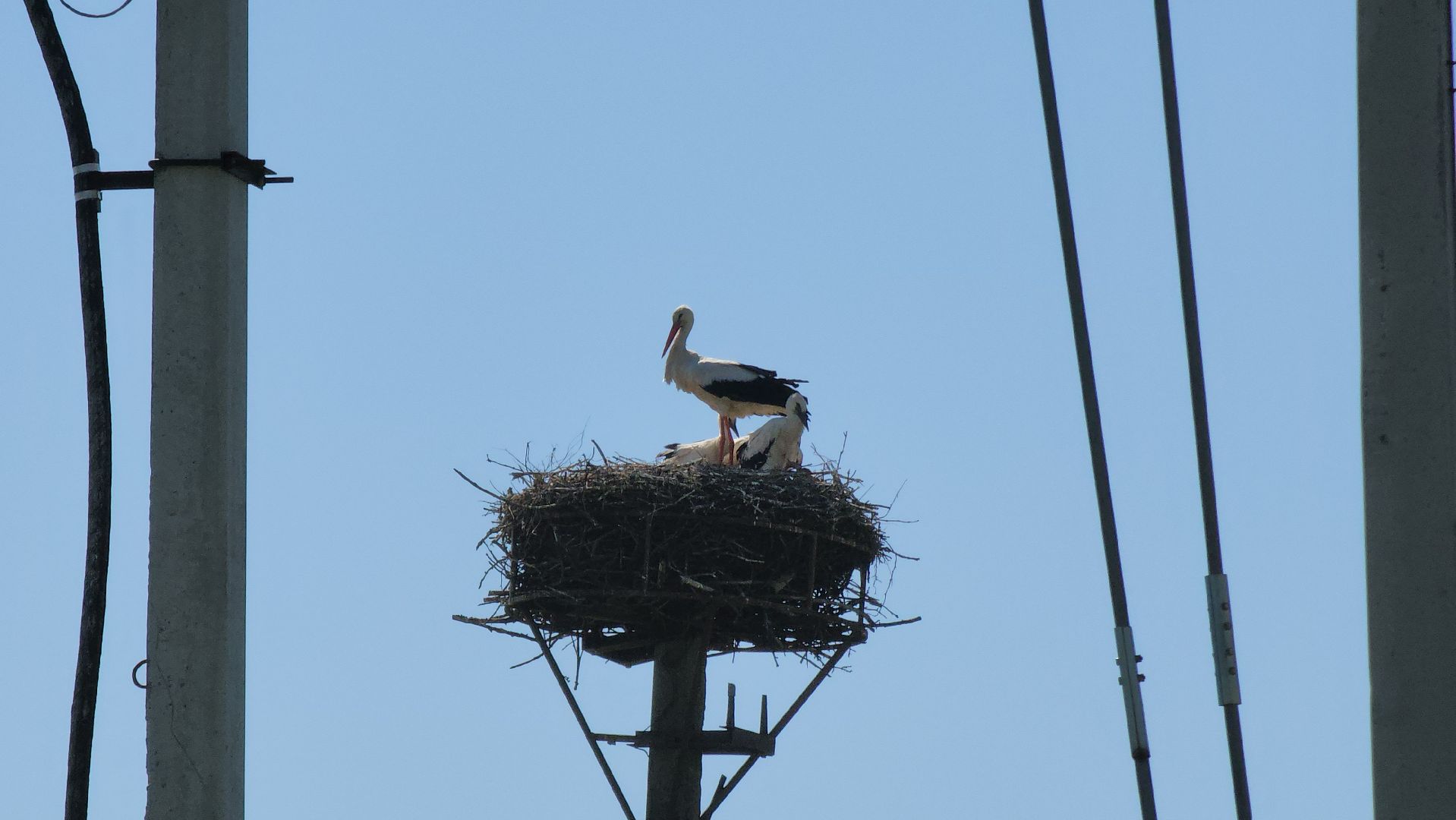 руза, аисты, экология, лыщиково, птенцы аистов,