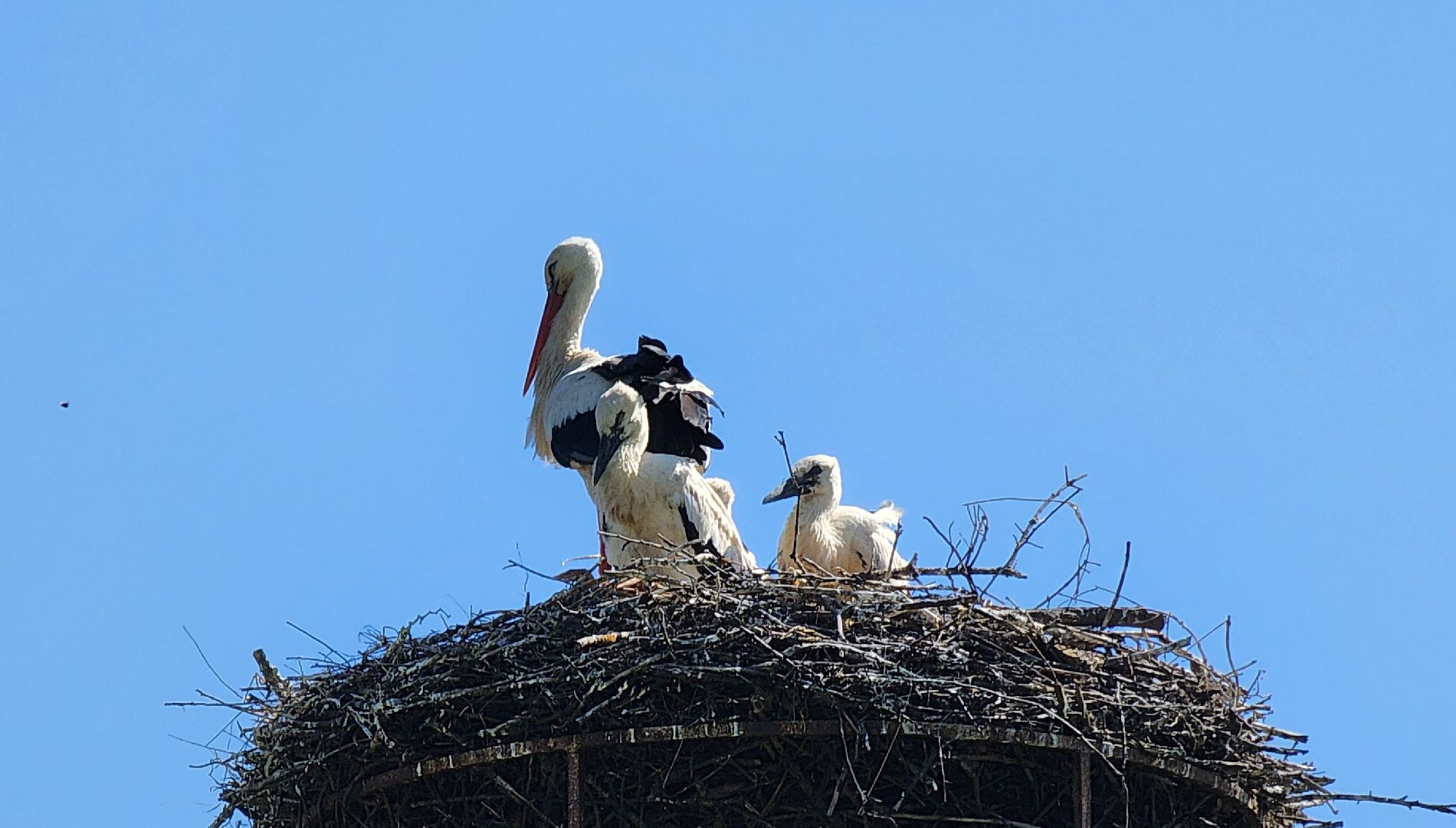 руза, аисты, экология, лыщиково, птенцы аистов,