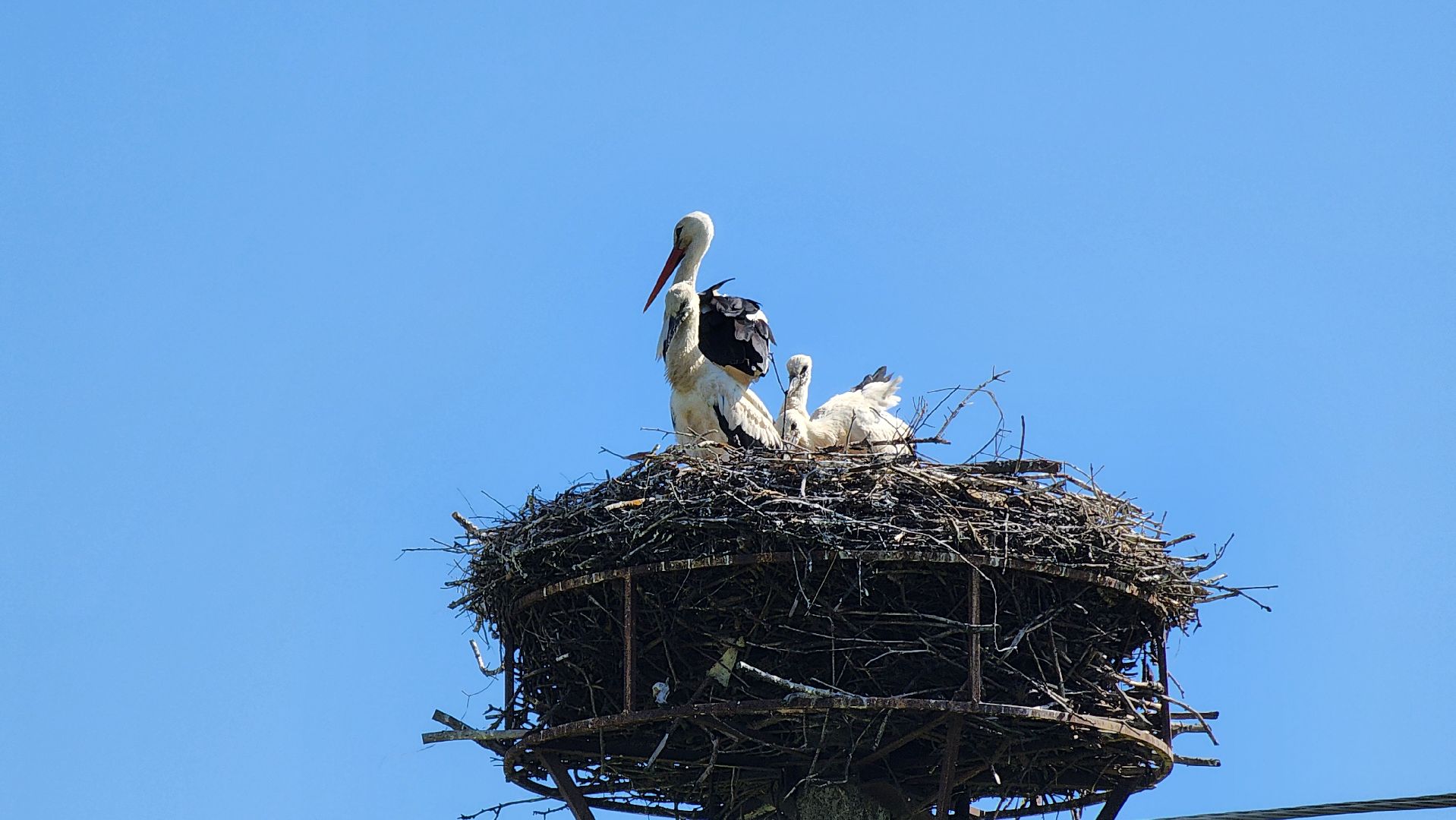 руза, аисты, экология, лыщиково, птенцы аистов,