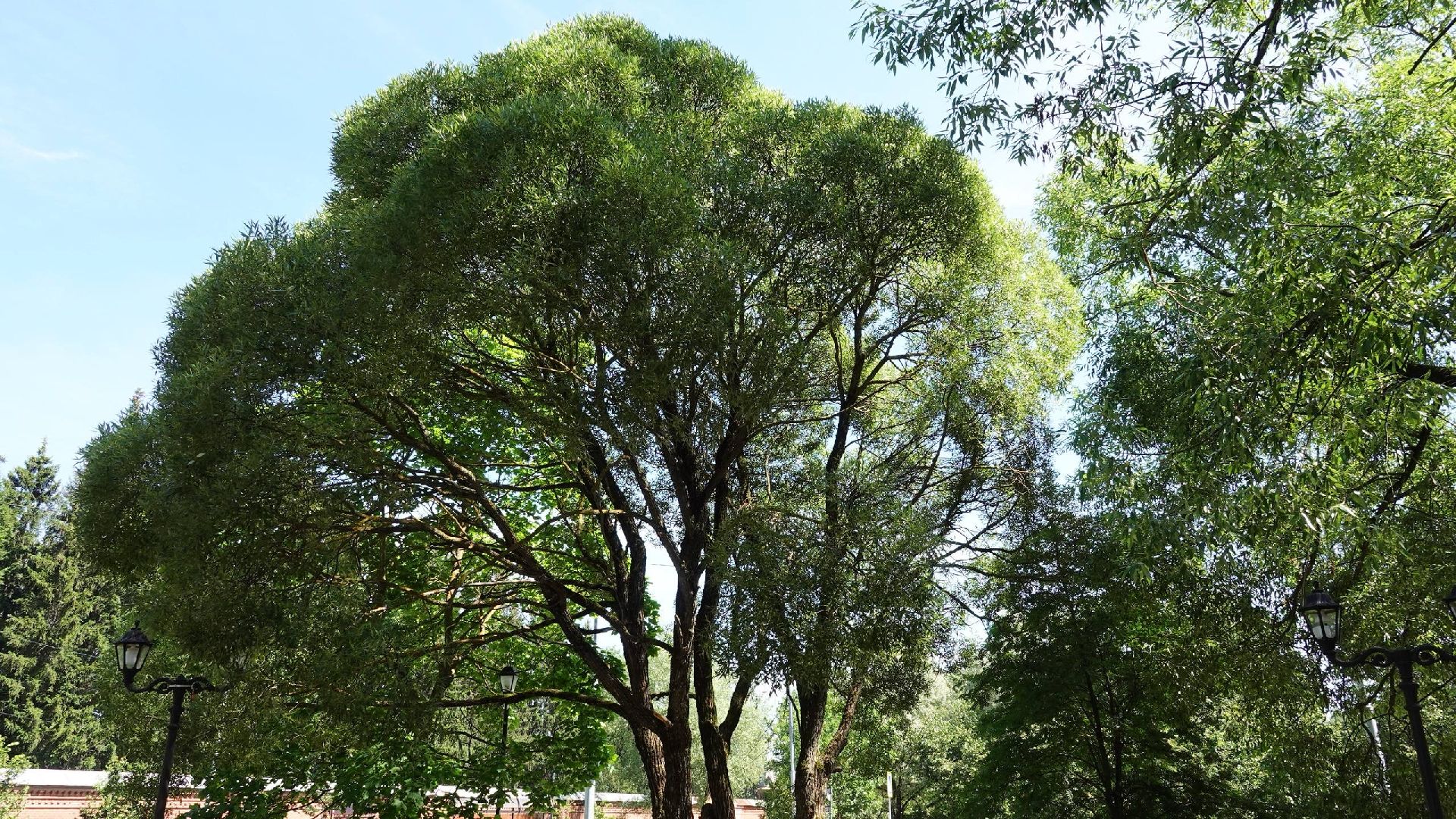 благоустройство, сергиев посад, сергиево-посадский городской округ, природа,