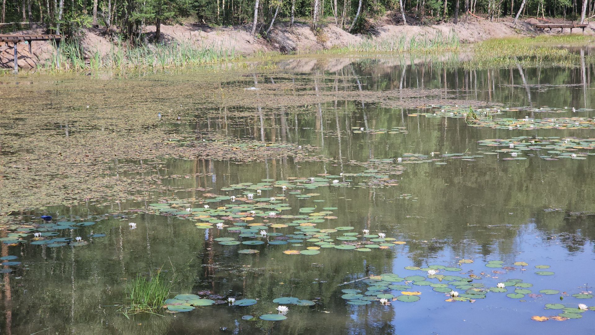 благоустройство 2025, парковский лес, орехово-зуево,