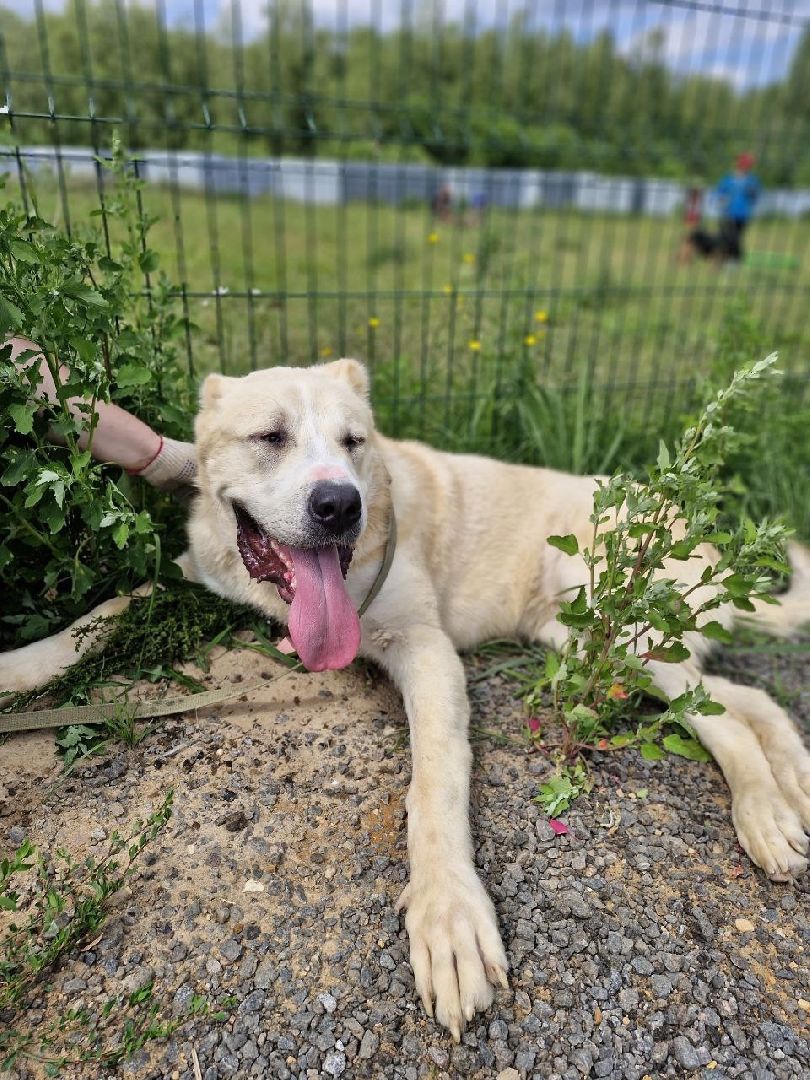 рахманово, пушкинский округ, приют для бездомных животных, активное долголетие, волонтеры, приют для собак,помощь жителям,вертикалки,