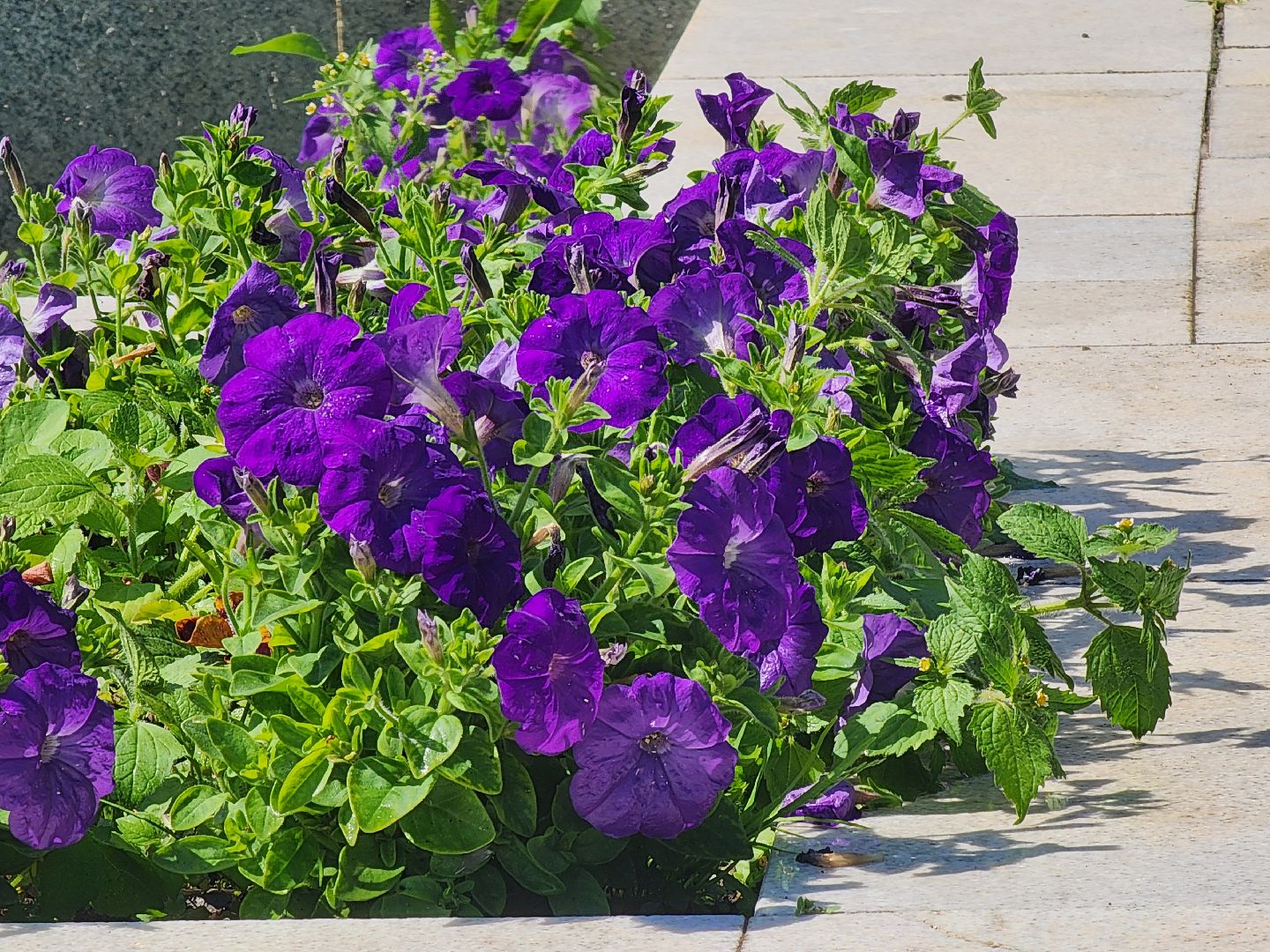 красноармейск, городской округ пушкинский, поливальная машина, жара, клумбы,