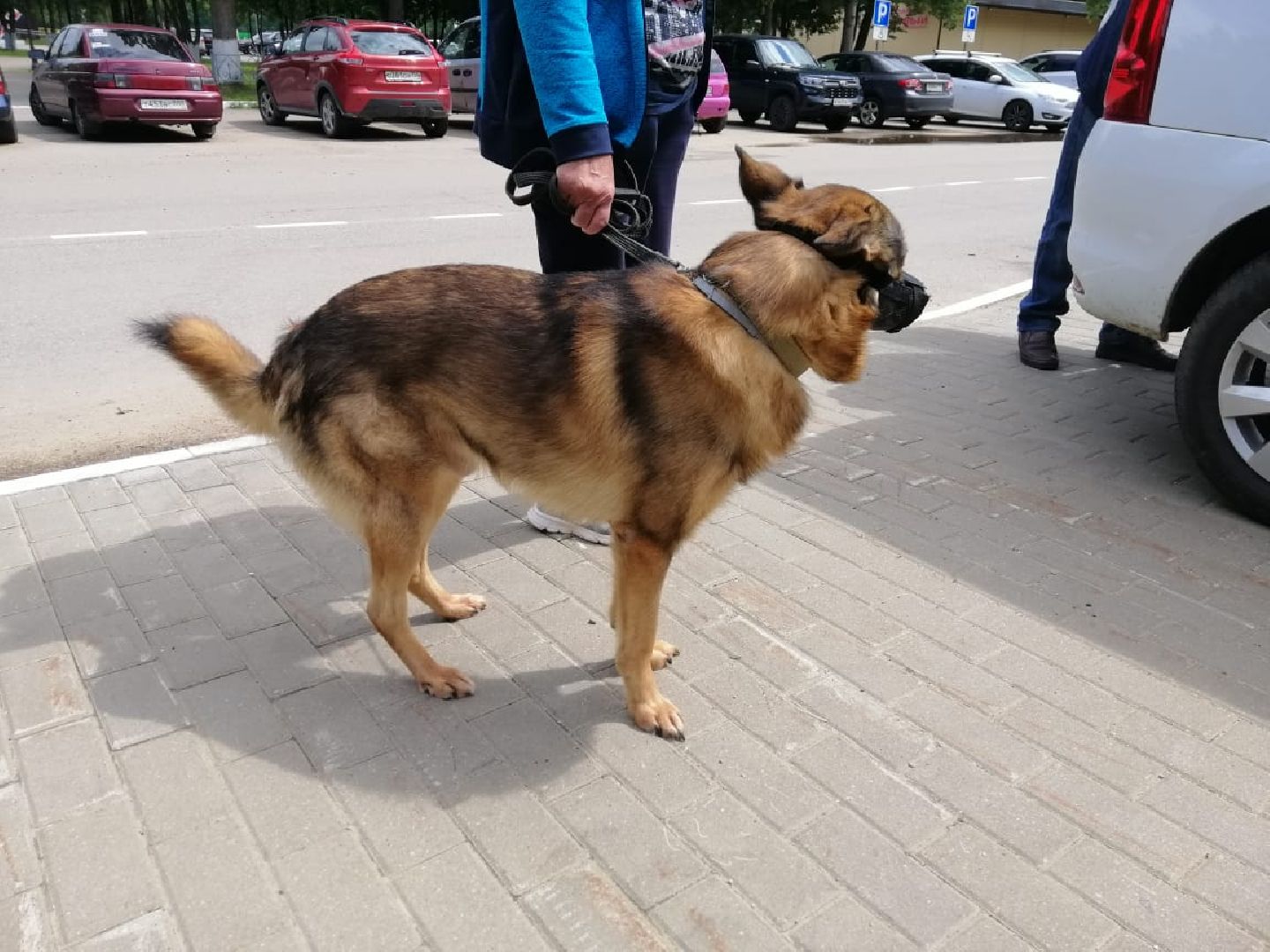 городской округ восход, вакцинация животных, вакцинация от бешенства,