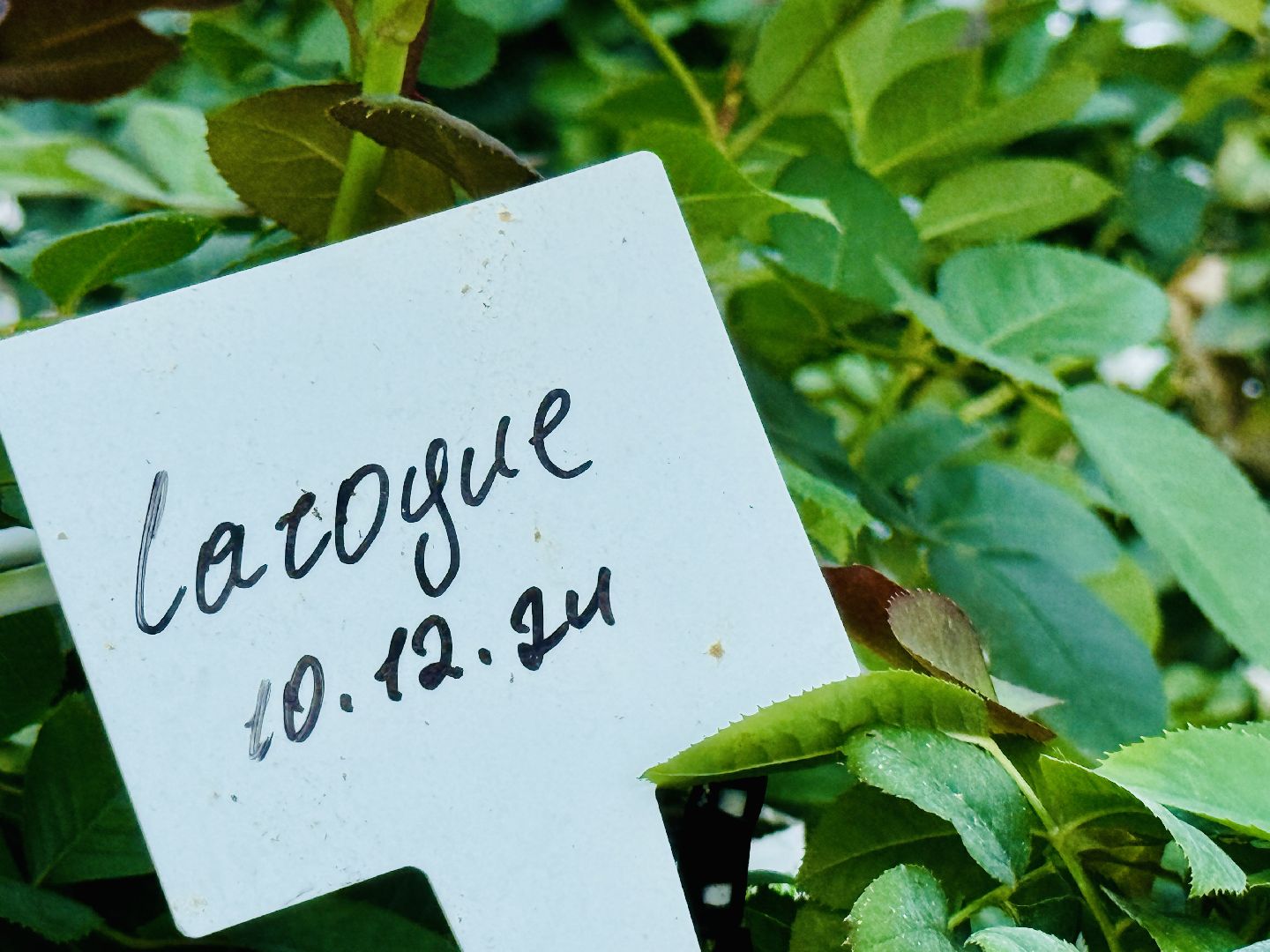 раменское, подосинки, розы, тепличный комплекс, производство, экономика,