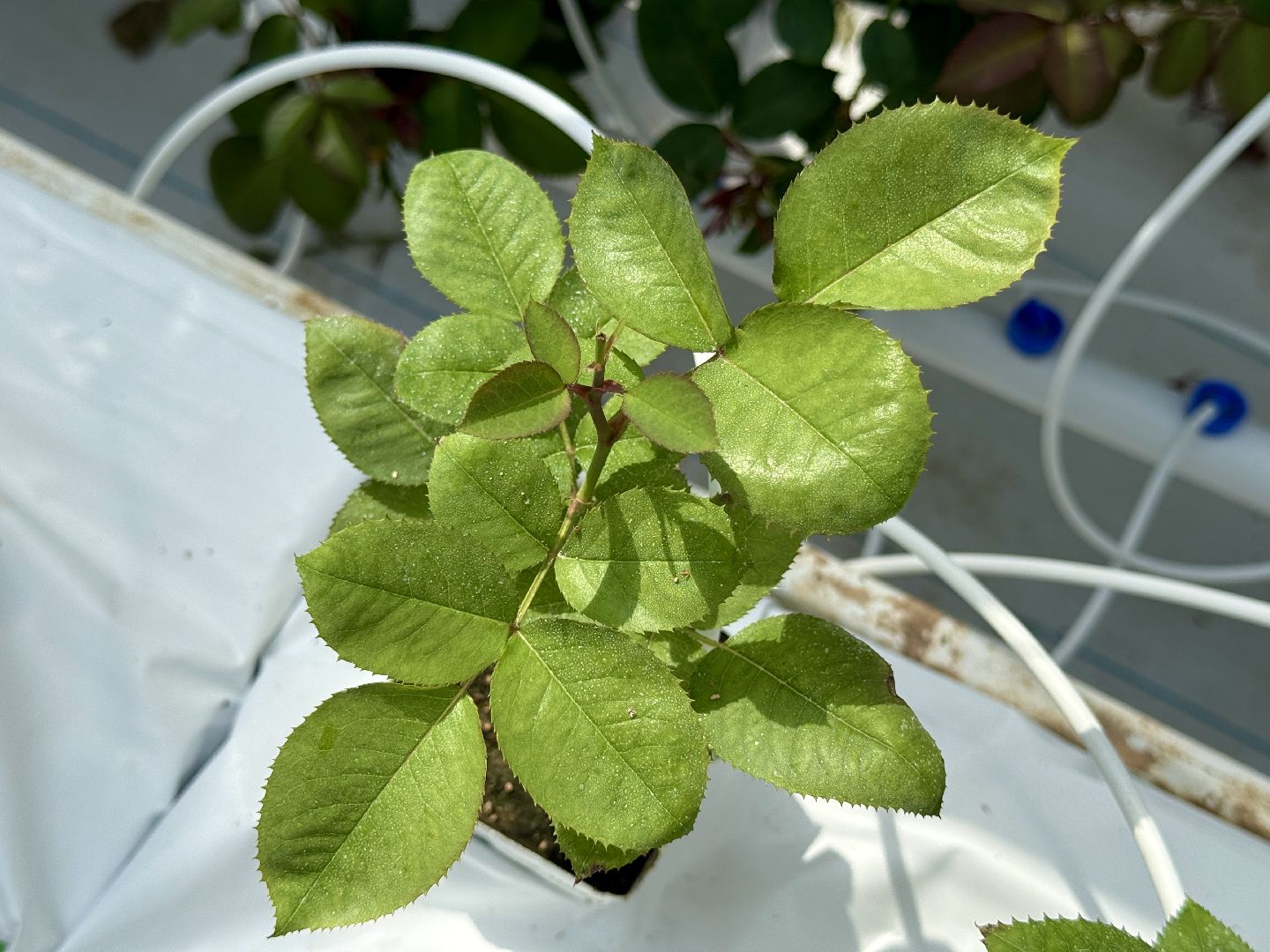 раменское, подосинки, розы, тепличный комплекс, производство, экономика,