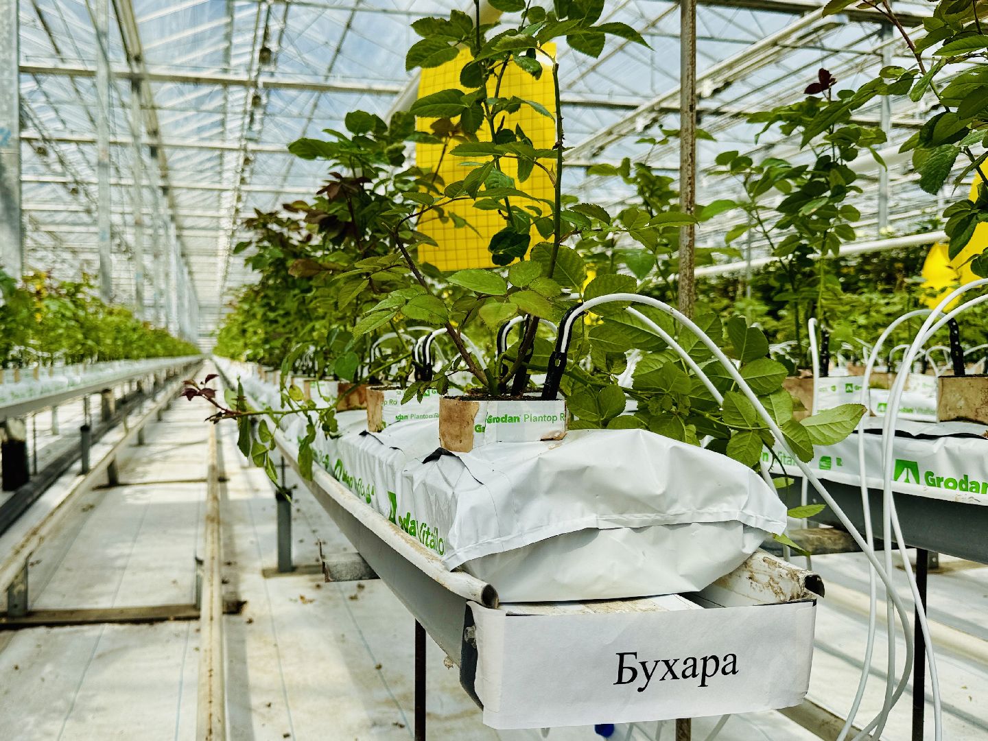 раменское, подосинки, розы, тепличный комплекс, производство, экономика,