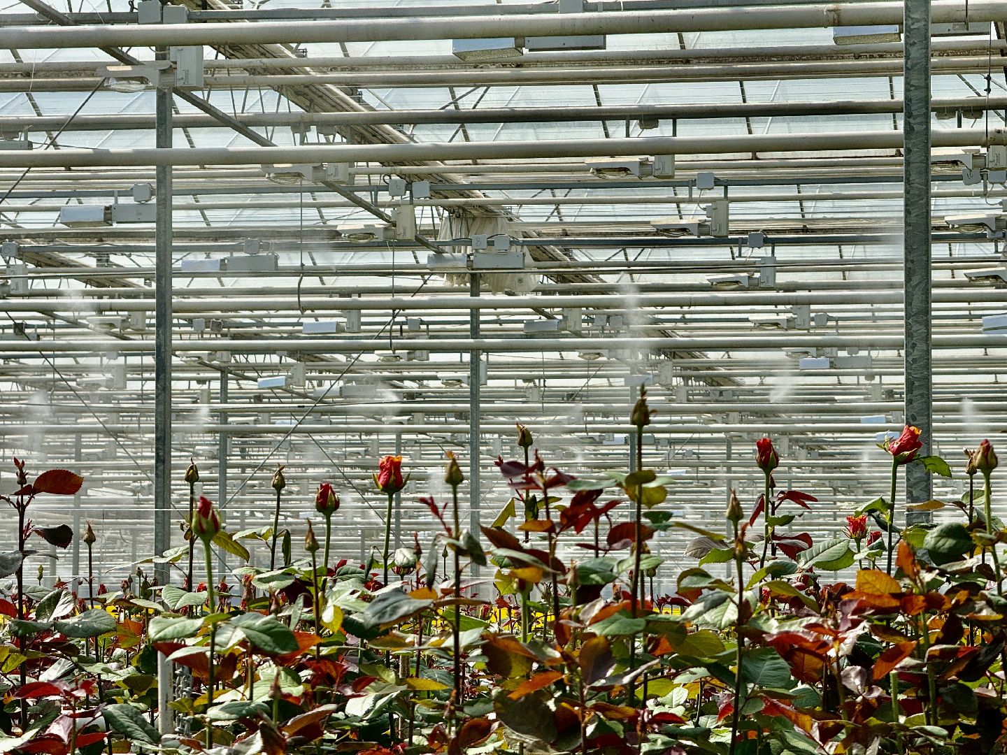 раменское, подосинки, розы, тепличный комплекс, производство, экономика,