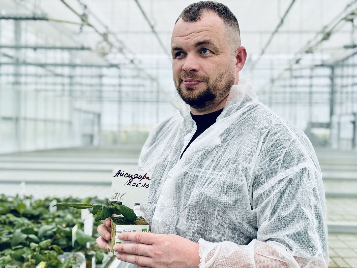 раменское, подосинки, розы, тепличный комплекс, производство, экономика,