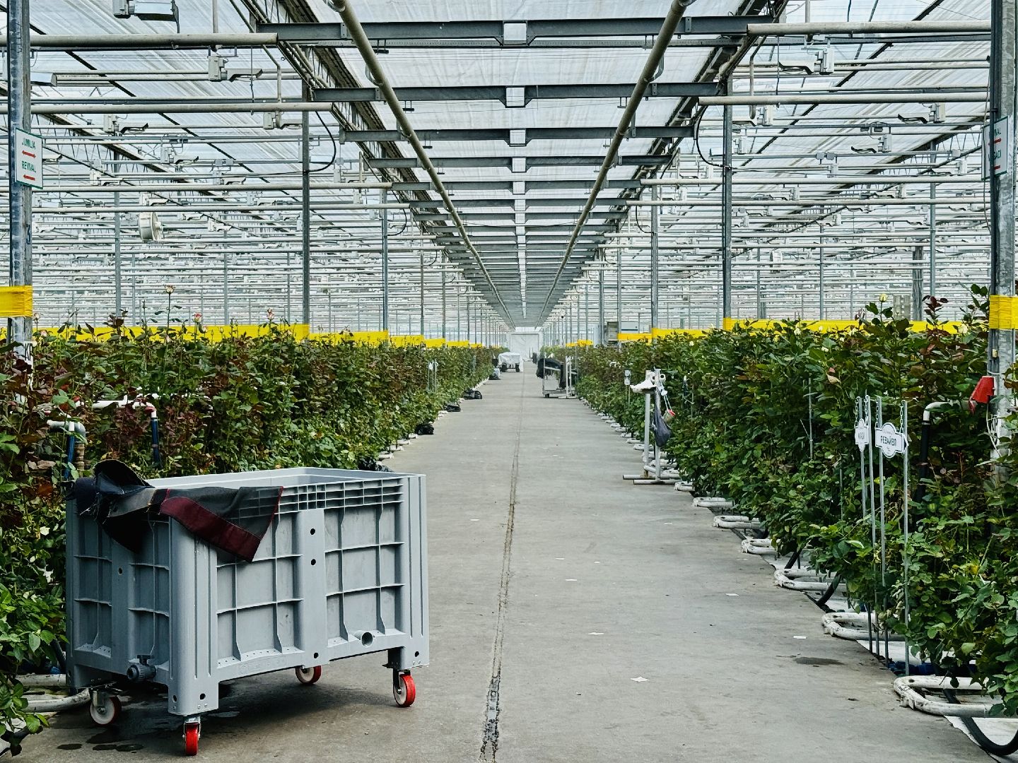 раменское, подосинки, розы, тепличный комплекс, производство, экономика,