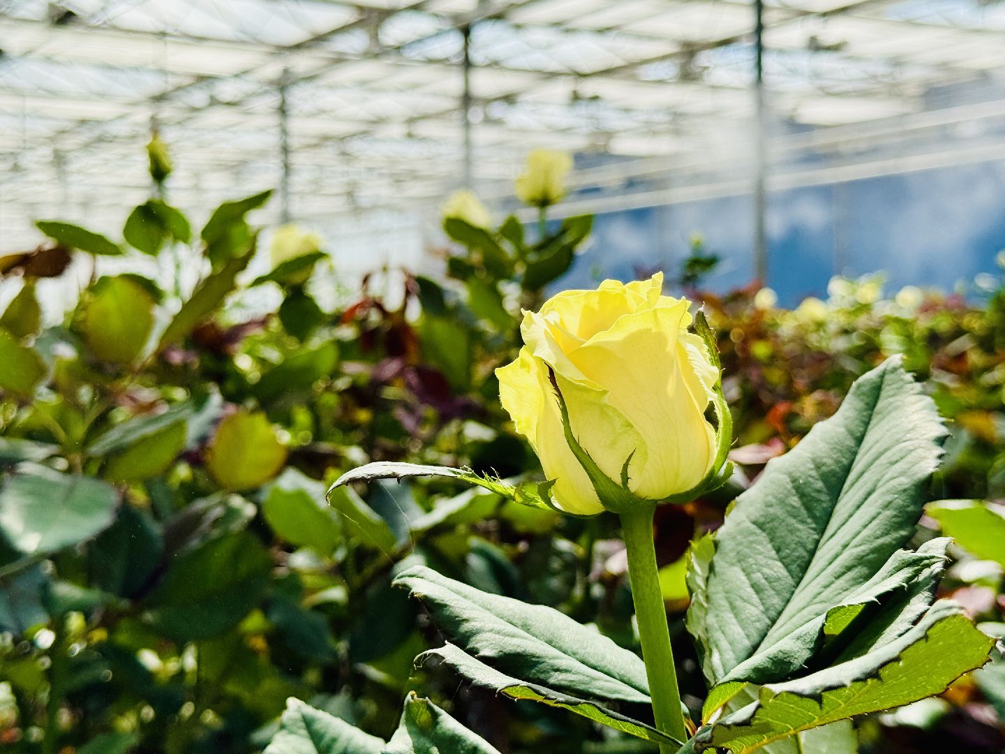 раменское, подосинки, розы, тепличный комплекс, производство, экономика,