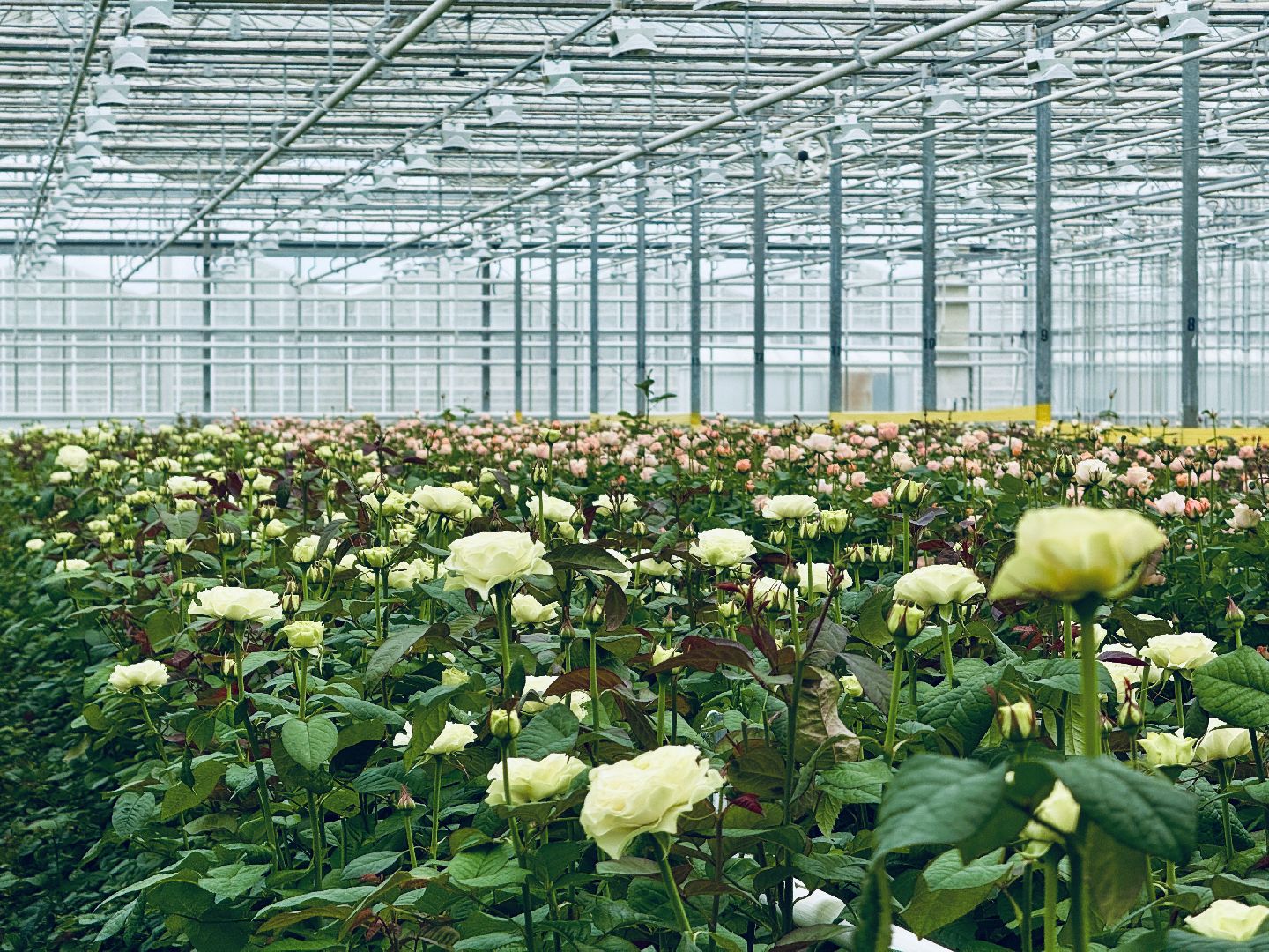 раменское, подосинки, розы, тепличный комплекс, производство, экономика,