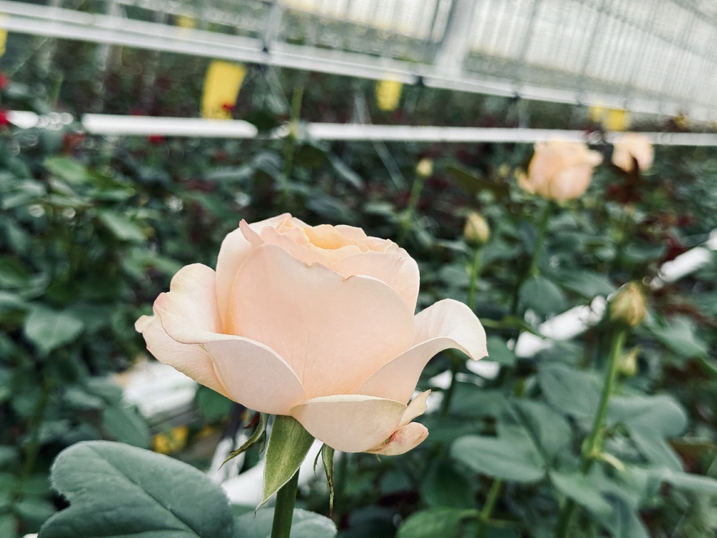 раменское, подосинки, розы, тепличный комплекс, производство, экономика,