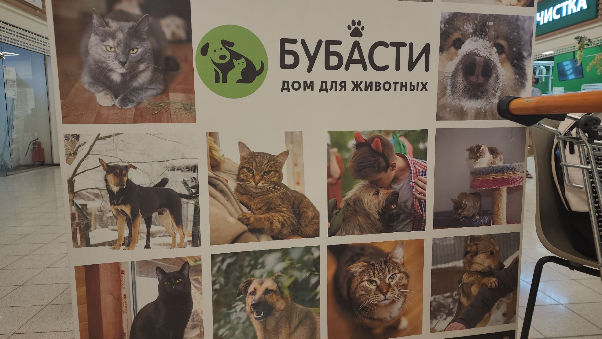 пушкино, бездомные животные, приют для бездомных животных, помощь животным, корма для животных, сбор кормов, сбор корма для животных, волонтеры,