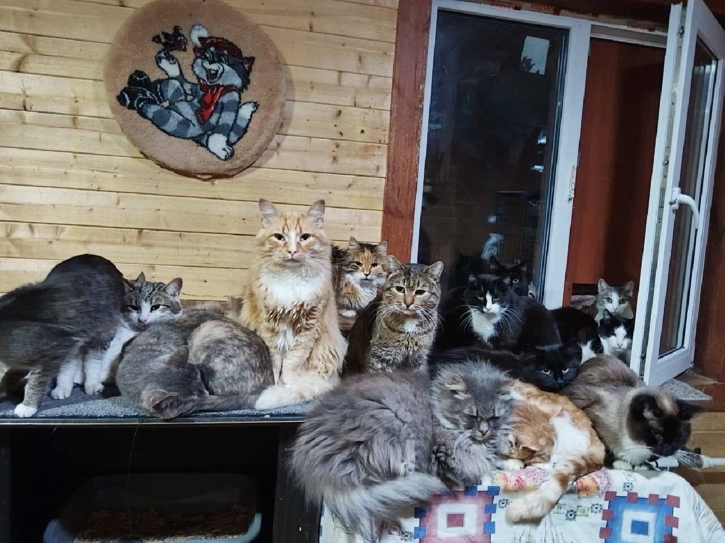 пушкино, бездомные животные, приют для бездомных животных, помощь животным, корма для животных, сбор кормов, сбор корма для животных, волонтеры,