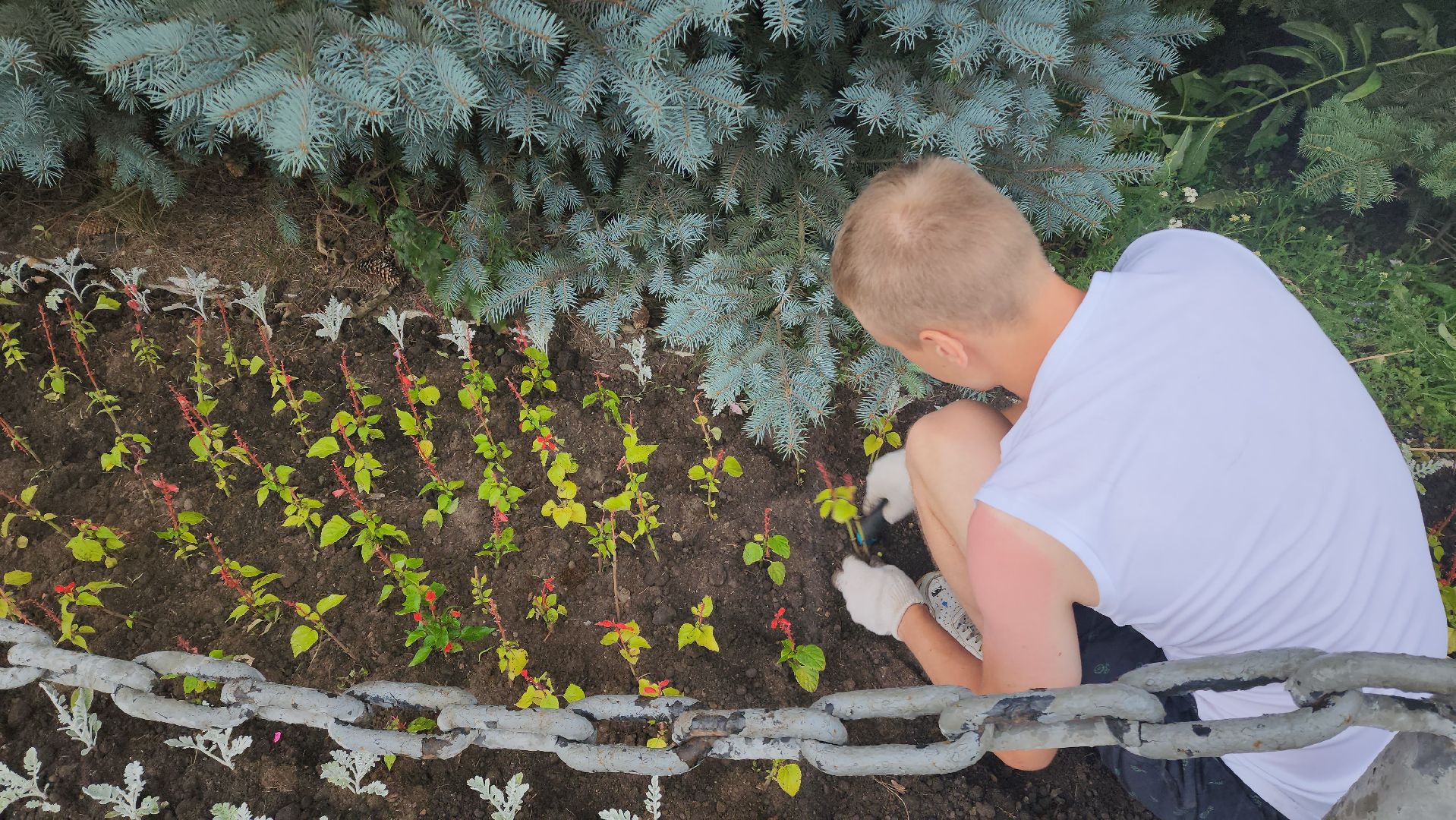 Озеленение , Высадка растений , однолетние цветы, Мемориал , Лобня,
