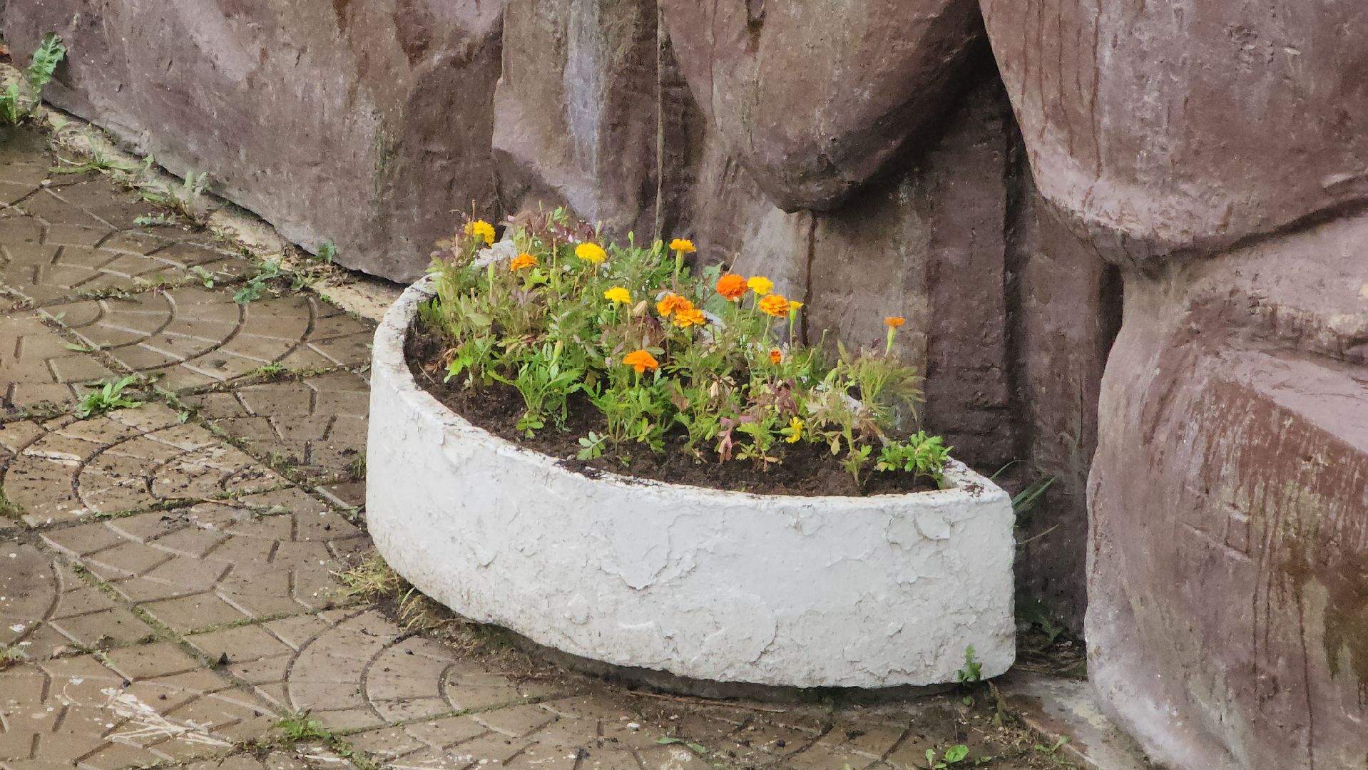 Озеленение , Высадка растений , однолетние цветы, Мемориал , Лобня,