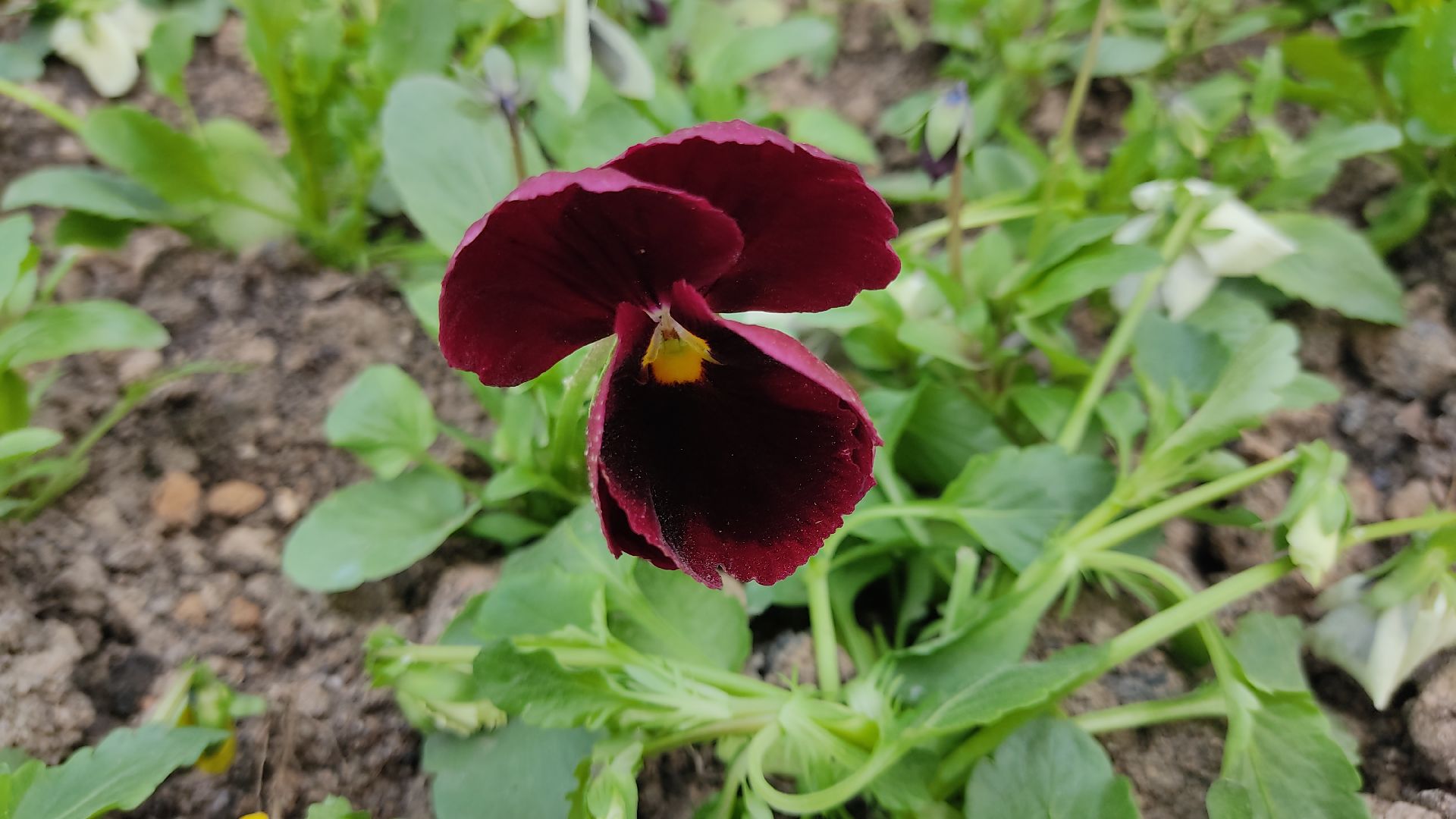 Лобня, благоустройство, цветы