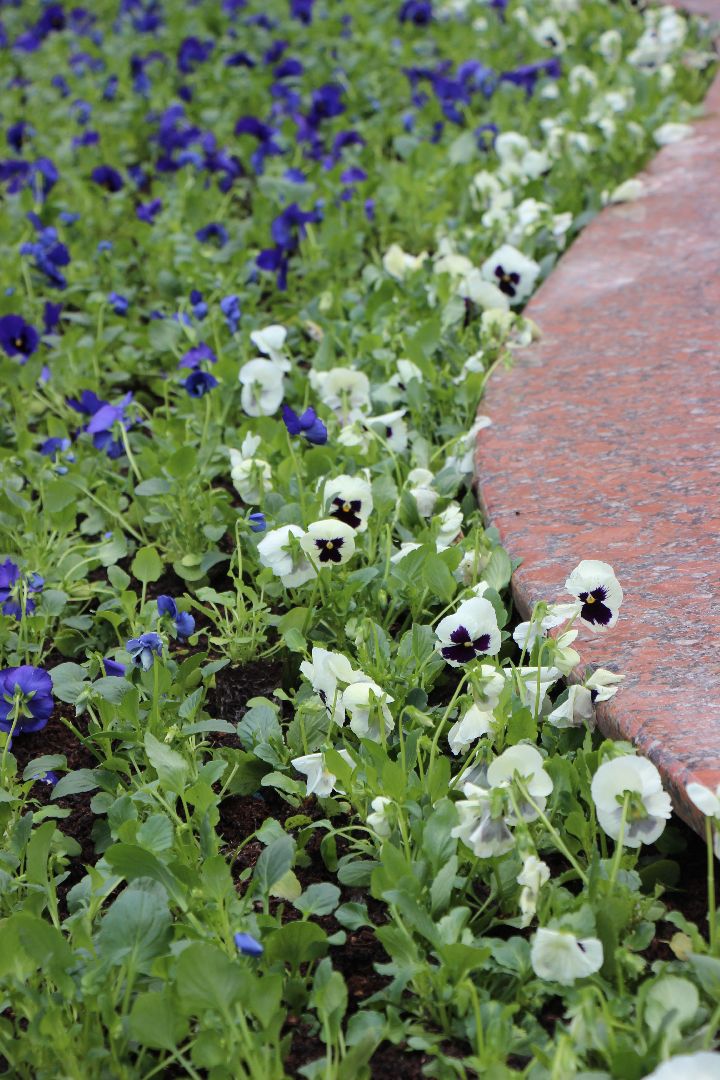 Лобня, благоустройство, цветы