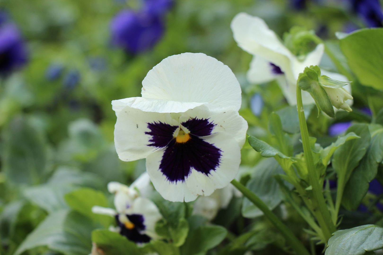 Лобня, благоустройство, цветы