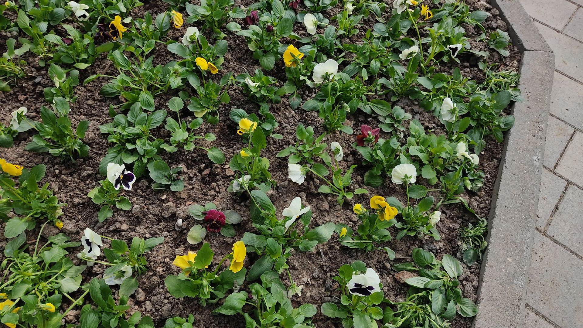 Лобня, благоустройство, цветы