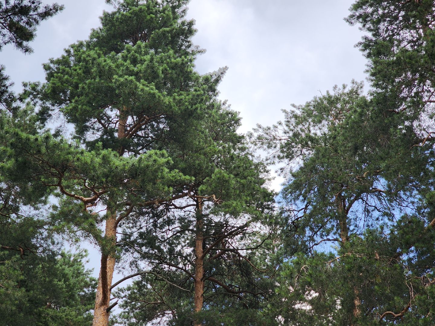 летний досуг, орехово-зуевский округ,