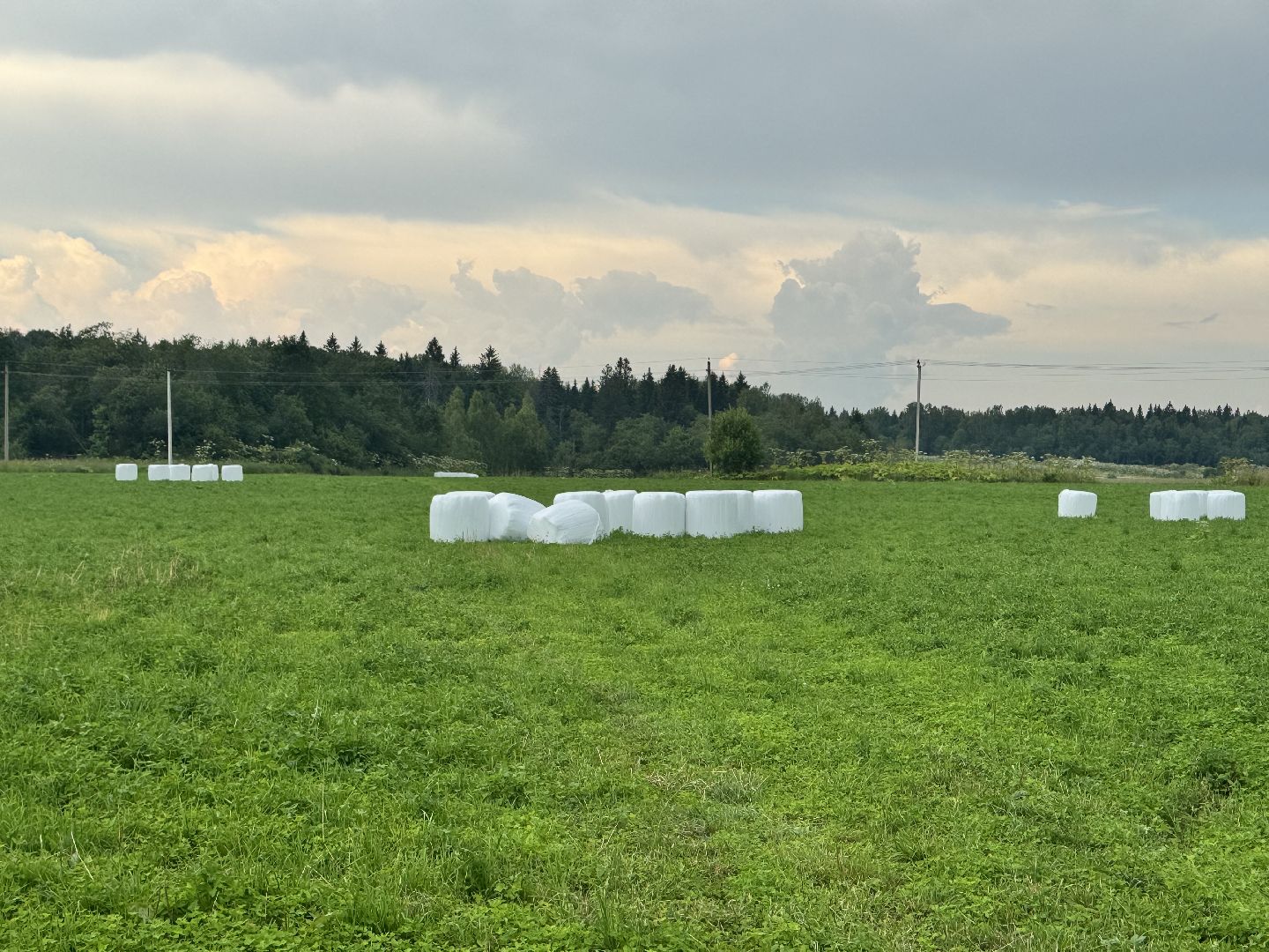 шаховская, сенаж, сельское хозяйство, уборка сена,