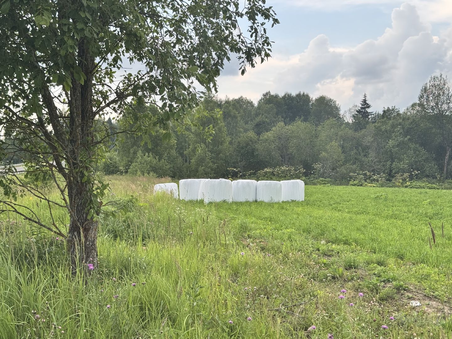 шаховская, сенаж, сельское хозяйство, уборка сена,