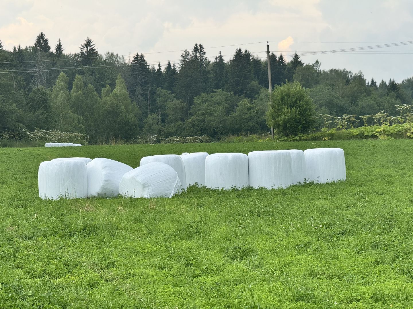 шаховская, сенаж, сельское хозяйство, уборка сена,