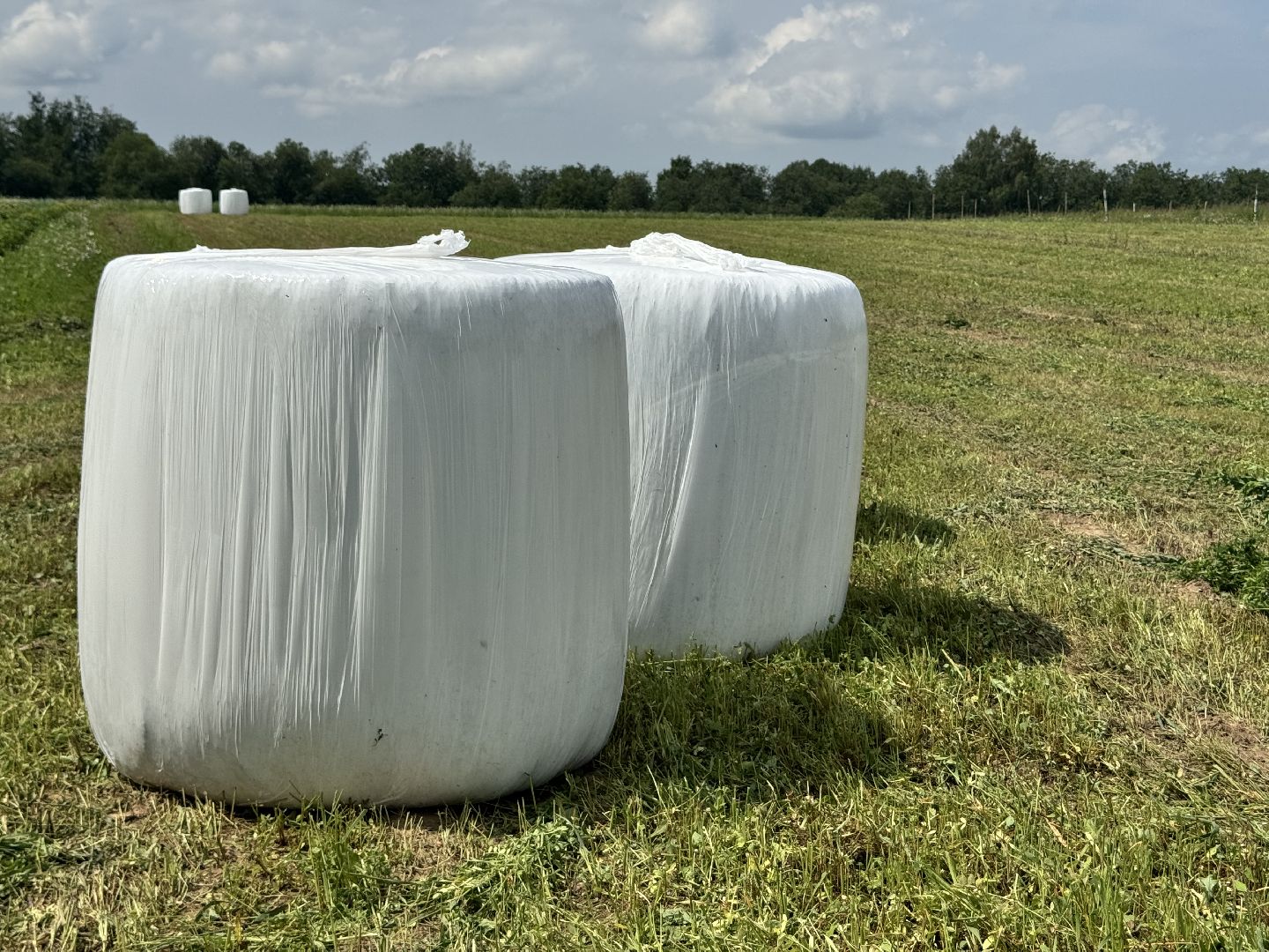 шаховская, сенаж, сельское хозяйство, уборка сена,