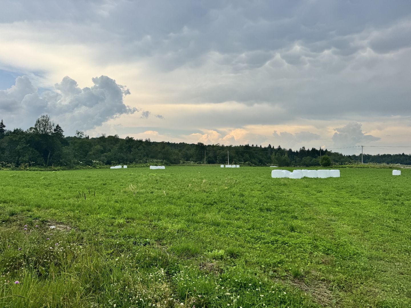 шаховская, сенаж, сельское хозяйство, уборка сена,